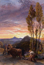 Buoi che arano al tramonto